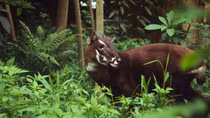 Thua Thien-Hue enhances rare animal protection in nature reserves