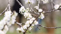 Plum blossoms signal early spring in Son La