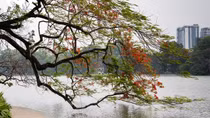 Hanoi streets adorned with red flamboyant blossoming