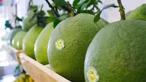 Vietnamese pomelo to enter US market
