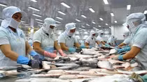 Tra fish enjoys impressive export growth