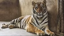 Hanoi zoo to receive eight tigers rescued from Nghe An