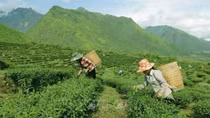 Vietnam ranks 7th worldwide in tea production
