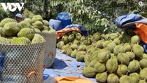 Fruit, vegetable exports sustain growth for second month in a row
