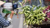 Lilies adorn streets of Hanoi