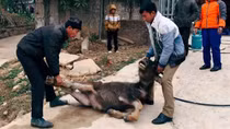 Extreme cold weather kills over 1,000 cattle in northern Vietnam