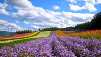 Da Lat Flower Festival 2022 to be held with interesting activities