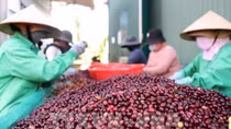 Vietnam coffee exports hit record high