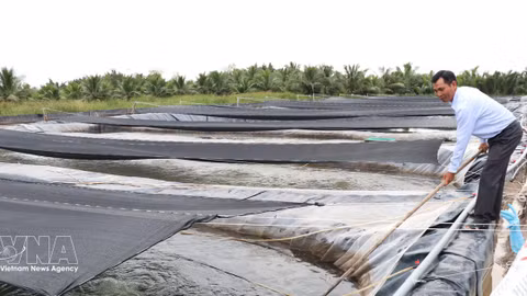 Vietnam's tilapia exports maintain strong growth