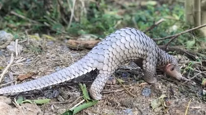Endangered animal released into Cu Lao Cham special-use forest
