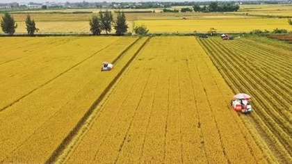Mekong Delta faces challenge to reducing greenhouse gas emissions in rice farming