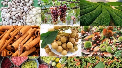 Great opportunity for Vietnamese farm exports to UK