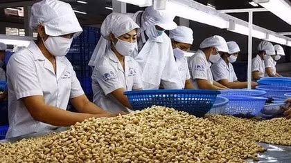 Vietnamese cashew nuts increase market share in US