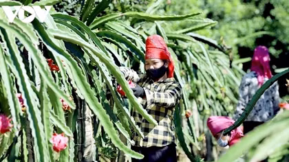 Vietnamese dragon fruit enjoys advantages in international market