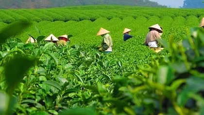 Market share of Vietnamese tea increases in Australia