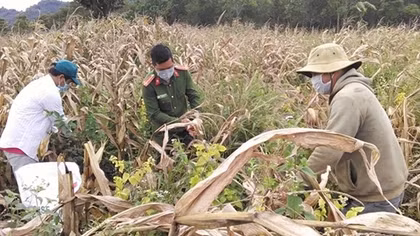 Local police help pandemic-hit residents harvest crops