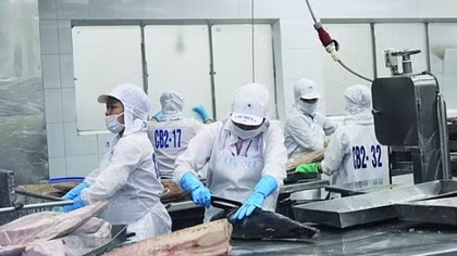 Multi-million-dollar tuna auctions to debut in Vietnam