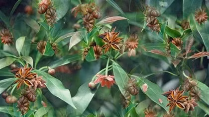 Lang Son province-kingdom of star anise in Vietnam
