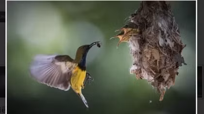 Vietnamese entrant claims gold at international photo contest