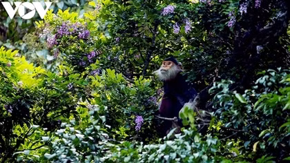 Wildlife protection takes centre stage at Czech - Vietnamese seminar