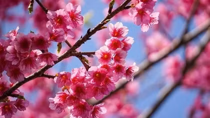 Cherry blossoms show off radiant beauty across Vietnam