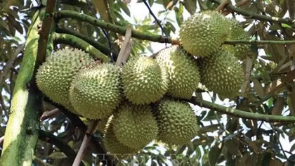 Thailand becomes Vietnam's second largest durian importer