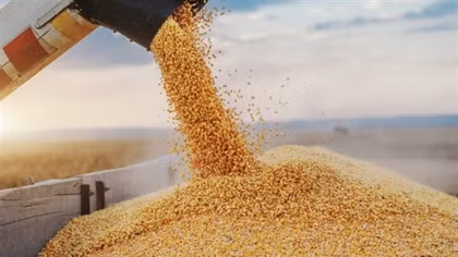 Vietnam spends over US$1 billion importing wheat in eight months