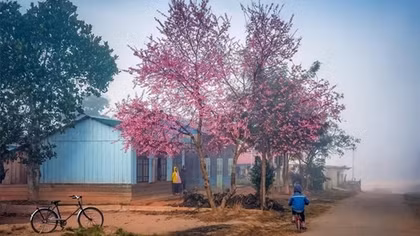 Cherry-like apricot blossoms brighten Lang Biang plateau