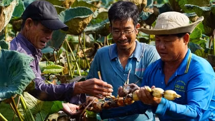 Dong Thap exports 15 tons of frozen lotus roots to Japan