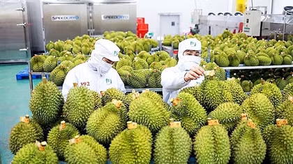 Durian exports gross US$253 million in first quarter