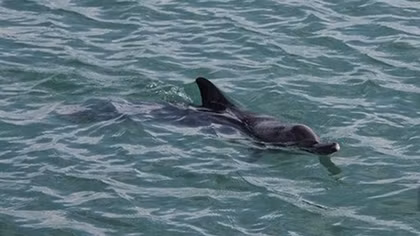 Dolphins spotted multiple times around Co To island