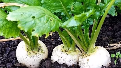 Vietnamese pickled radishes make debut in Japanese market