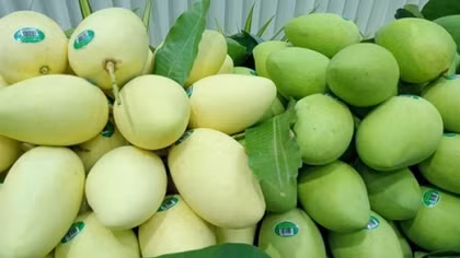 Vietnam ranks third in exporting mango to RoK