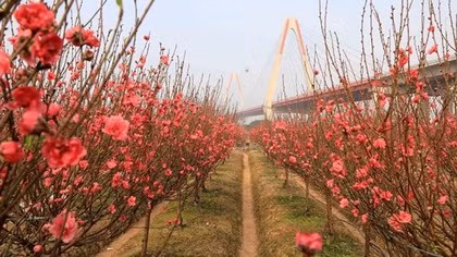 Nhat Tan peach blossom village vibrant ahead of Tet ​