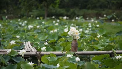 Check out charming white lotus pond near Ha Noi