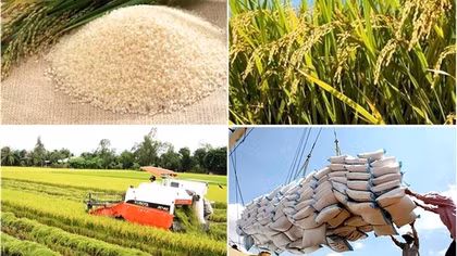 Vietnam’s rice and coffee acutely vulnerable from El Nino: HSBC economists