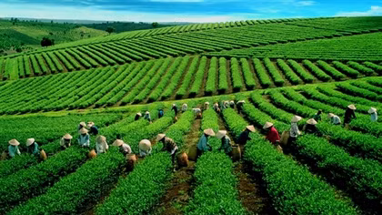 Yen Bai to host Shan Tuyet tea festival for first time
