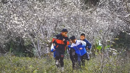White plum blossoms bloom in Phieng Ban valley