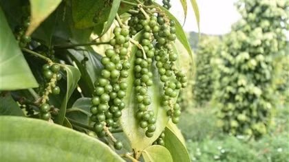 Pepper exports hit US$498 million in H1