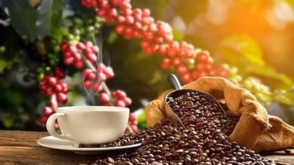 Vietnam becomes Spain's largest coffee supplier