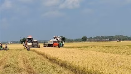 Strategy on rice export market development until 2030 approved