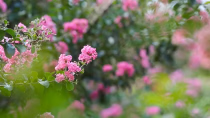 Multiflora rose park in Hanoi attracts young people