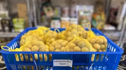 Quality key for Vietnamese longan to Japanese market: expert