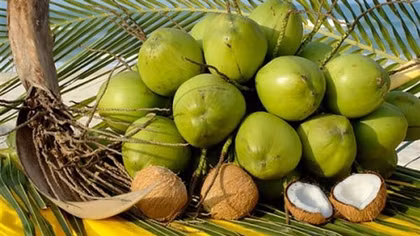 Coconut exports likely to reach US$1 billion this year