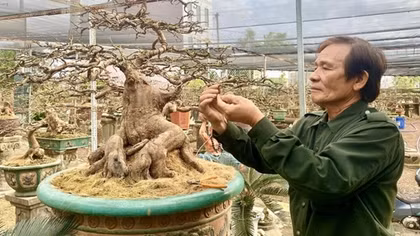 Largest apricot town in central Vietnam busy for Tet