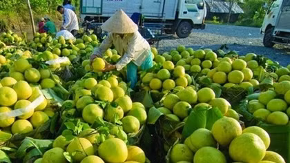 Vietnam to witness bright prospects for fruit, vegetable exports