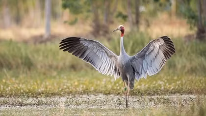 Efforts made to bring back red-crowned cranes from brink of extinction