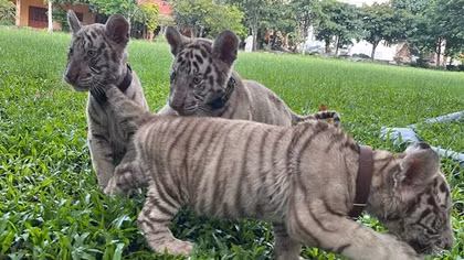 Bengal tiger gives birth to quintuplets at Dong Nai Zoo