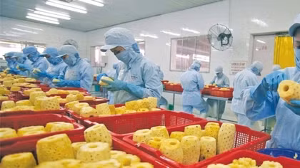 Vietnam's fruit and vegetable exports hit record high