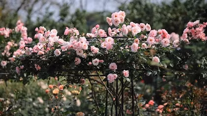 Unique rose garden in Hanoi's suburb